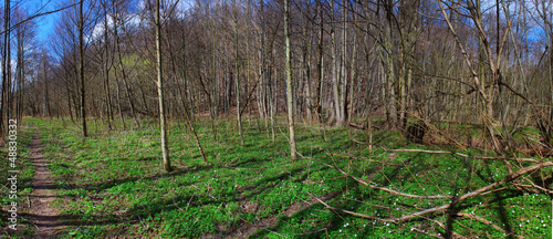Spring forest with white flowers panorama