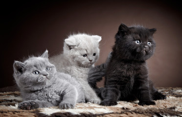 Sierkussen Foto van de dag Drie Britse korthaar kittens  © Mara Zemgaliete