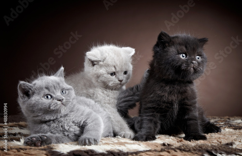 three british short hair kittens #48830994