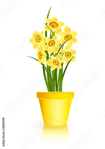 Spring Gardening. Yellow narcissus flowers in pot on white