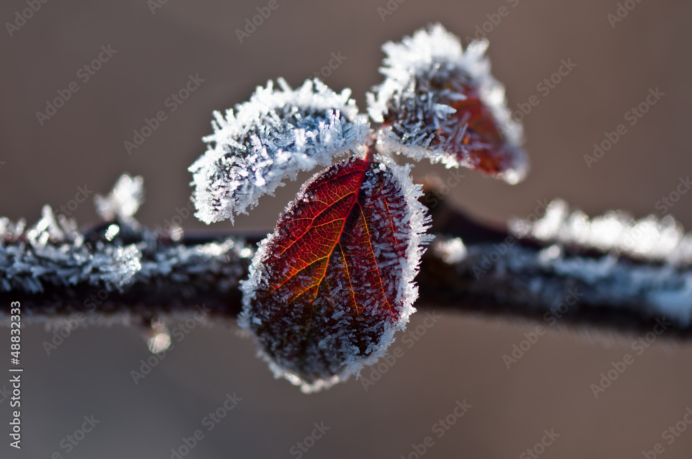 Obraz premium foglia d'inverno 7060