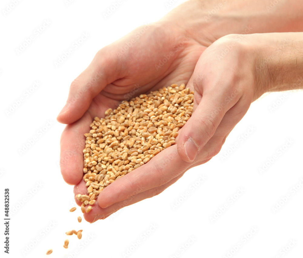 man hands with grain, isolated on white man hands with grain, isolated on white
