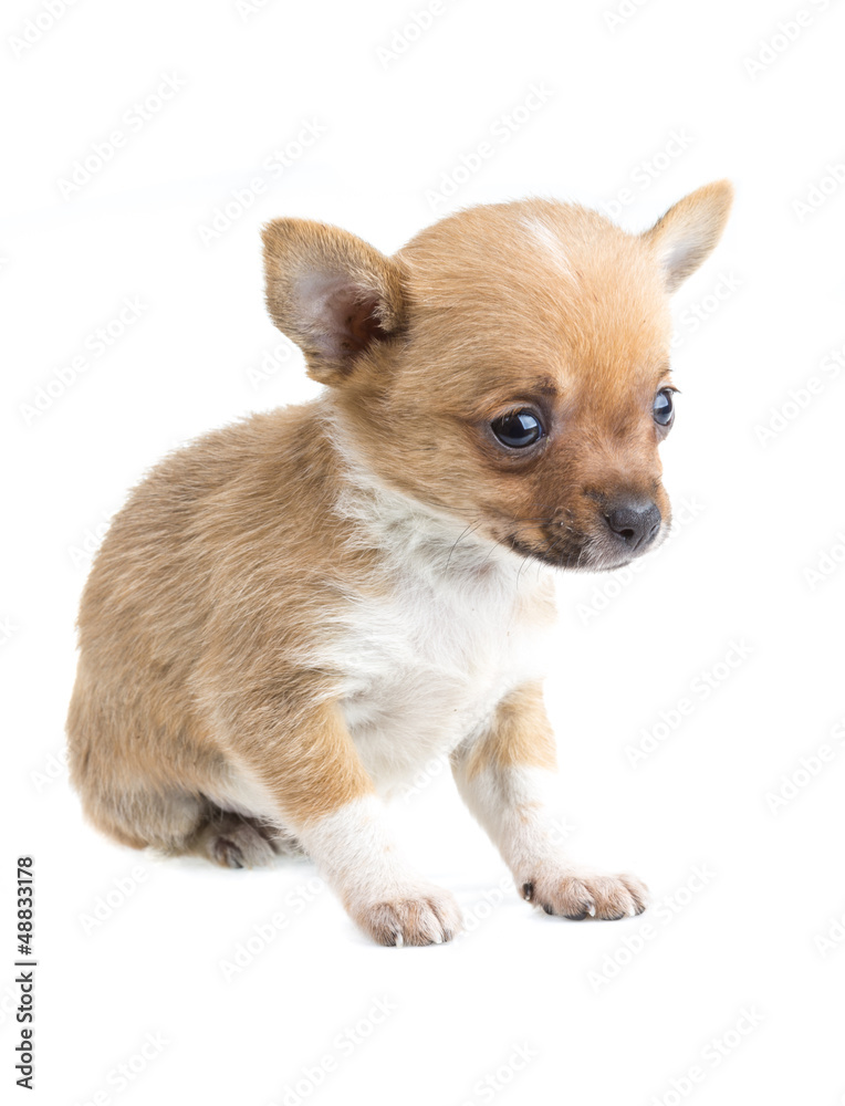 Chihuahua Chihuahua