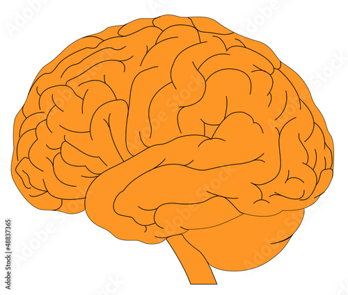 human brain model sketch