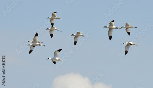 avocets flight flying in the sky