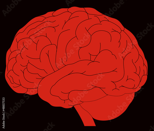 human brain