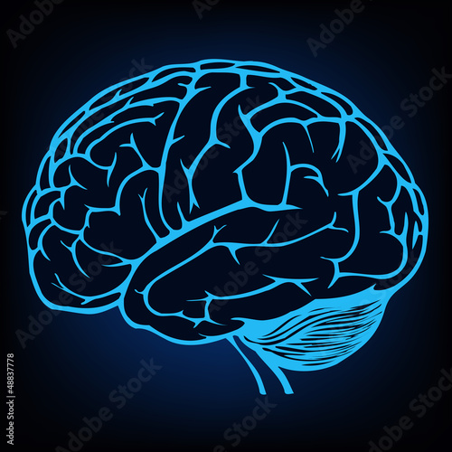human brain