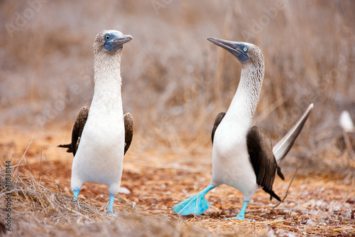 Blue footed booby mating dance
