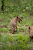 Wild baby lion cub