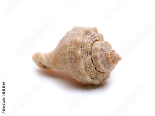 Single seashell macro isolated on white background