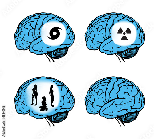 human brain model