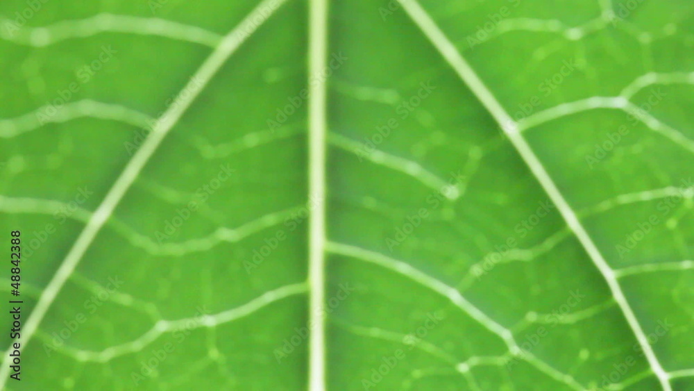 Leaf focus video