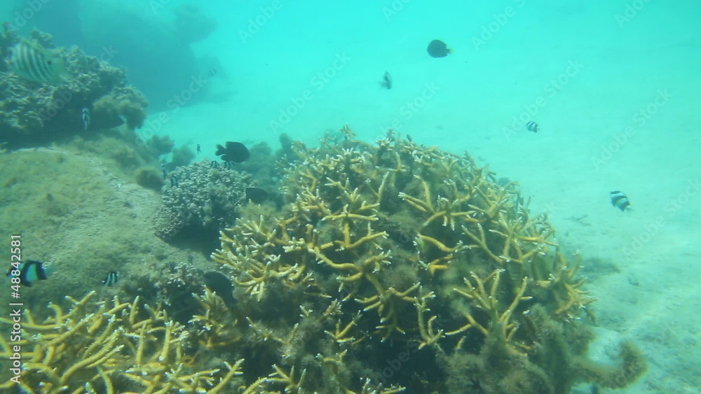 Underwater video of coral and fish Underwater video of coral and fish