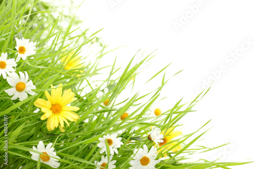 Fototapeta Naklejka Na Ścianę i Meble -  Daisy flower in green grass