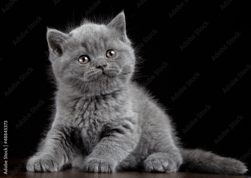 British short hair kitten five weeks old