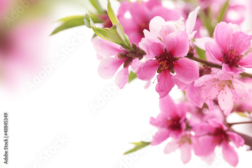 Spring blossom