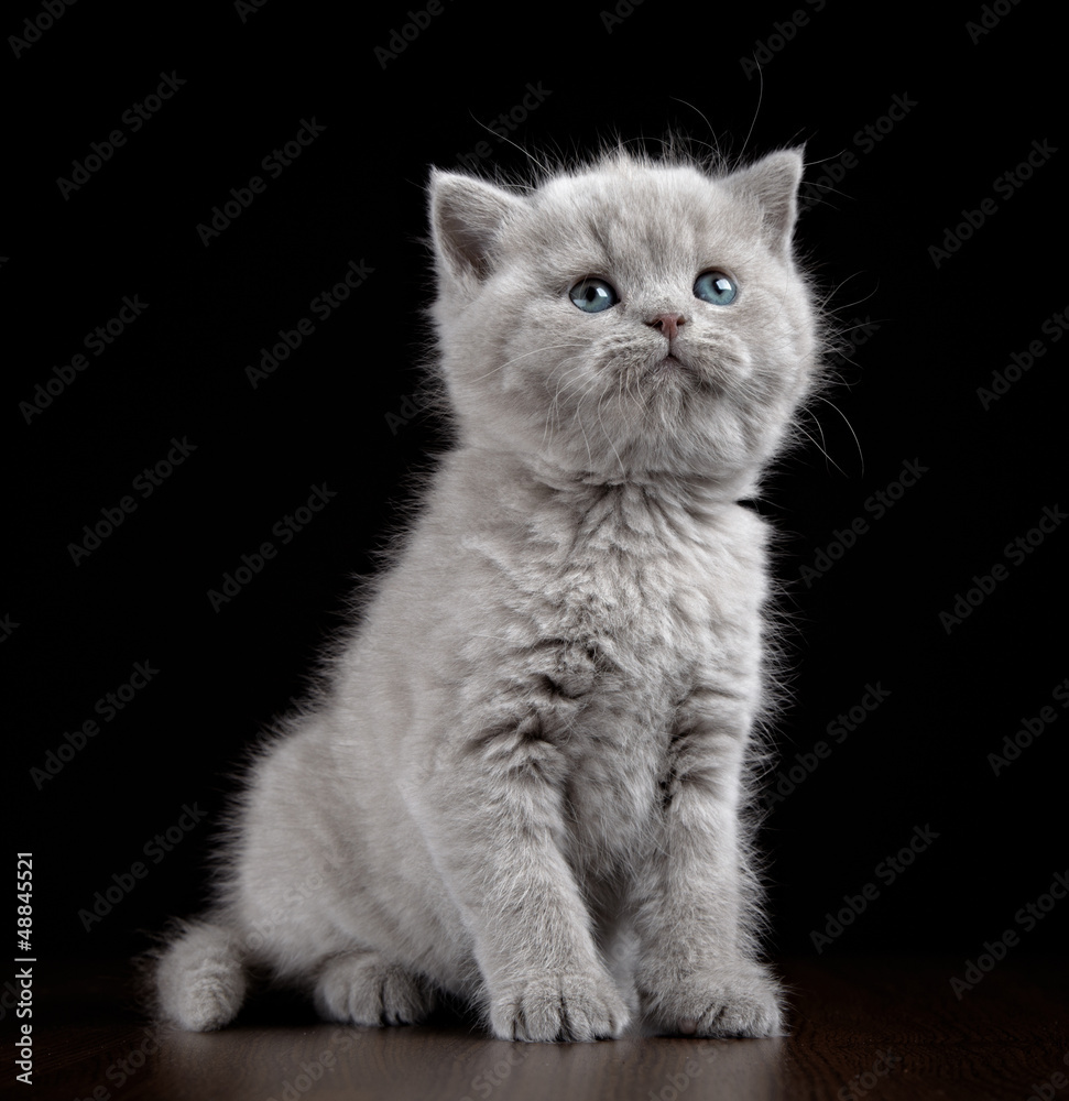 British short hair kitten five weeks old