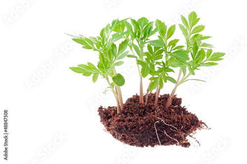 Young green plant on a white background