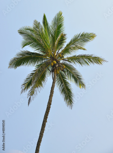 Palm tree with the fruit of coconut