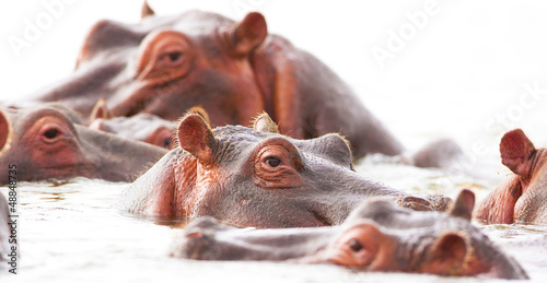 hippopotamuses bathe