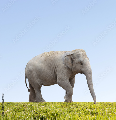 Asian elephant