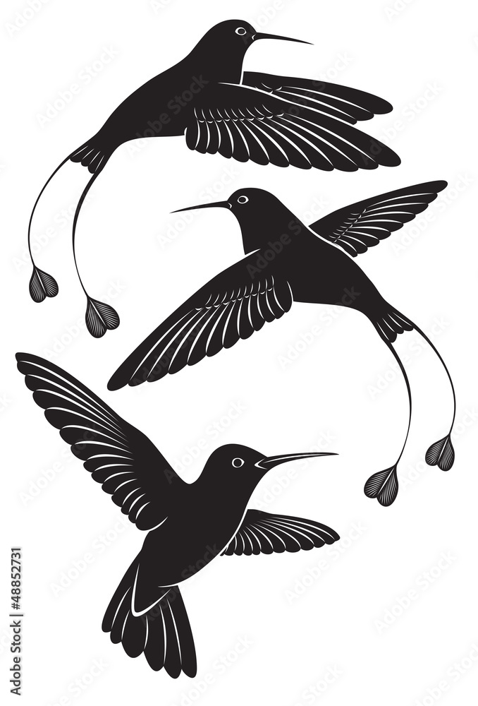 Fototapeta premium colibri