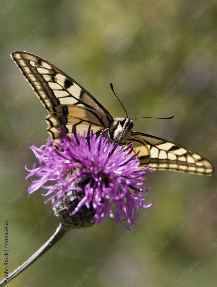 Schwalbenschwanz, Papilio machaon Schwalbenschwanz, Papilio machaon