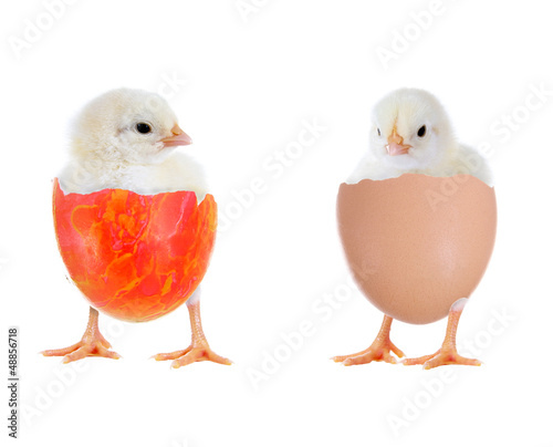 Zwei Küken im Ei © grafikplusfoto