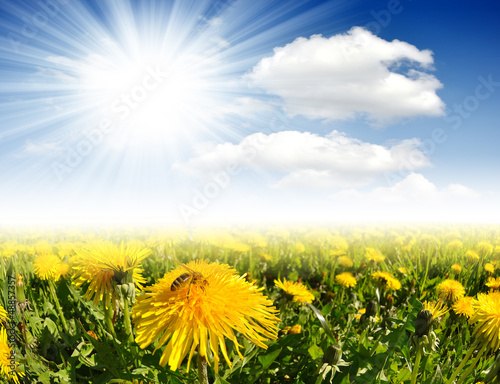 dandelions with bee in the meadow