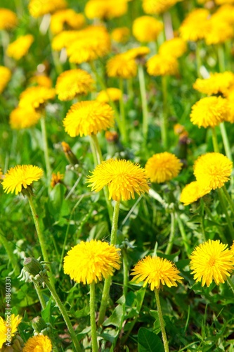 Yellow dandelion flowers, spring photo © motorolka