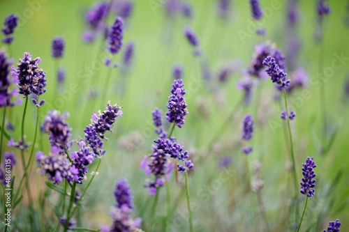 Lavendel © Nailia Schwarz