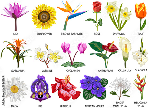 Murais de parede 18 species of colorful flowers