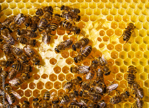 Fototapete Arbeit der Bienen im Bienenstock