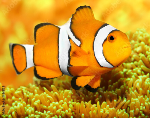 Tropical reef fish - Clownfish (Amphiprion ocellaris). Fototapet