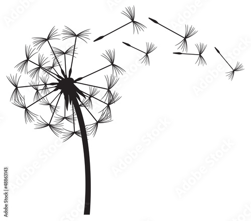 dandelion in the wind