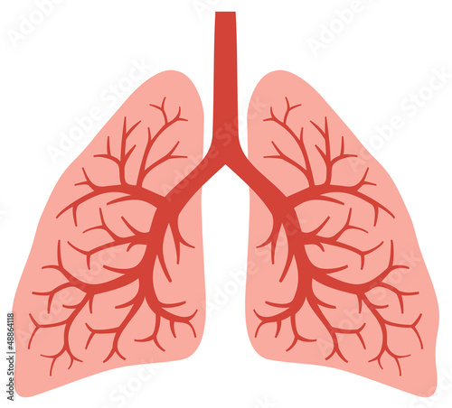 human lungs