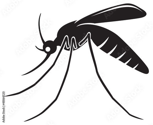 mosquito
