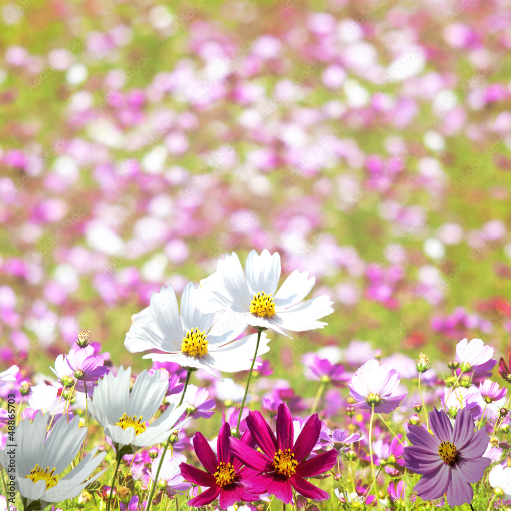 Beautiful Floral Border for adv or others purpose use Beautiful Floral Border for adv or others purpose use