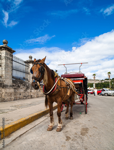 Karibik Kuba Havanna Pferdekutsche