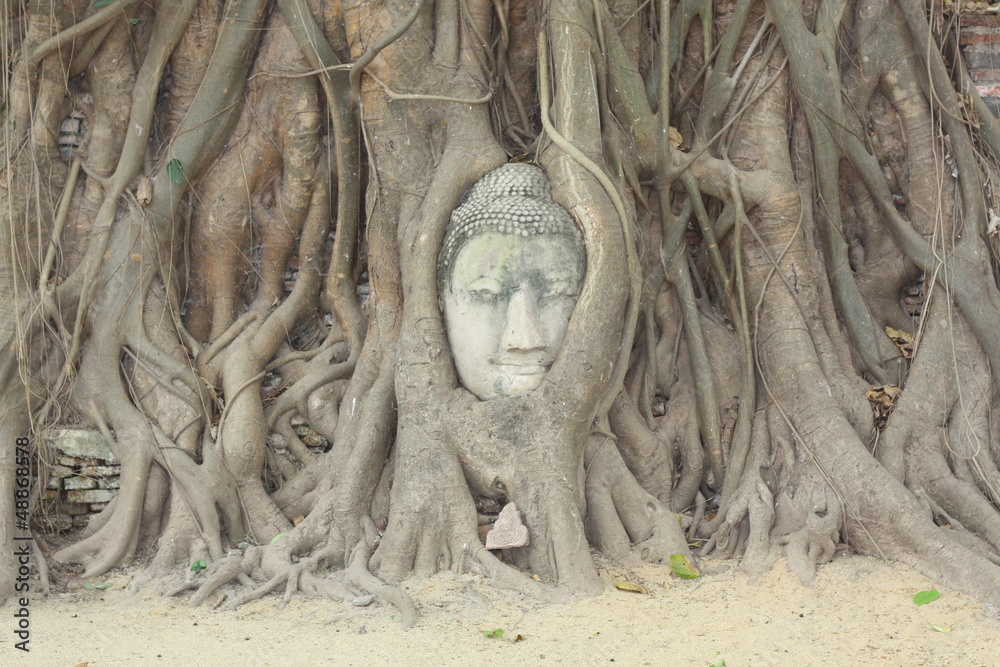 Ayutthaya head in a tree