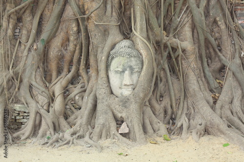 Ayutthaya head in a tree © Emile Noir