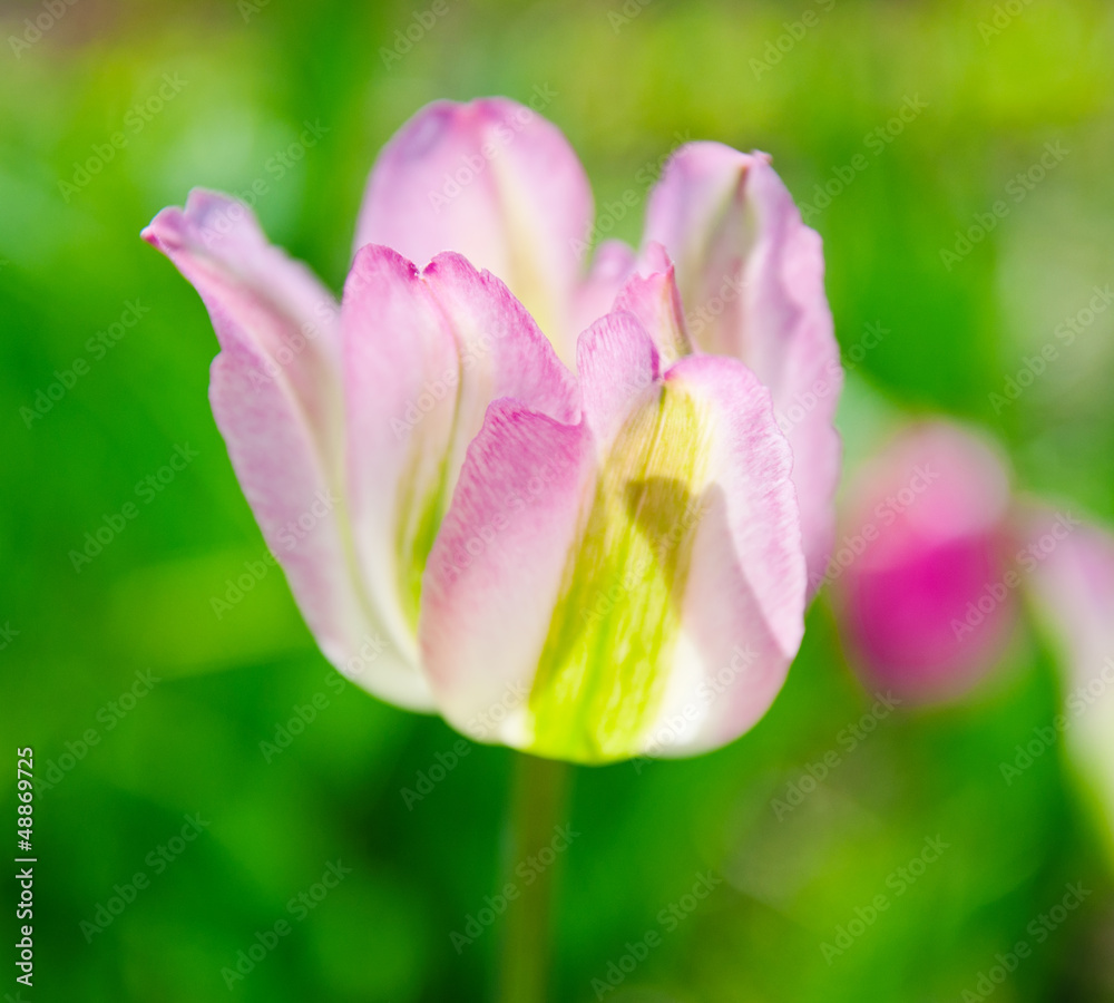 tulip tulip