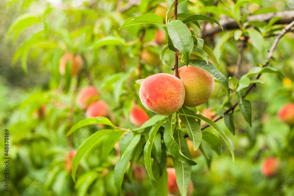 Obraz premium Peaches on a tree