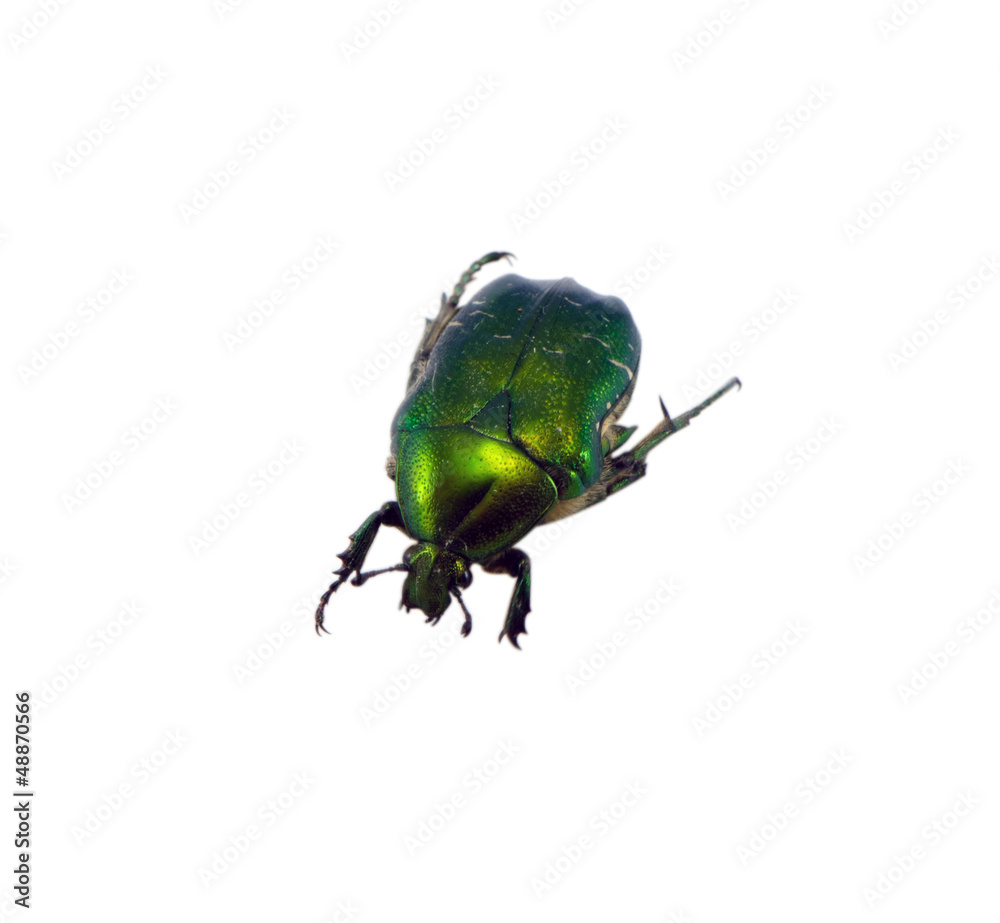 Naklejka premium green chafer beetle isolated on white background
