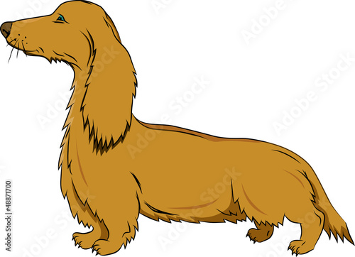 Badger-dog in action on white background
