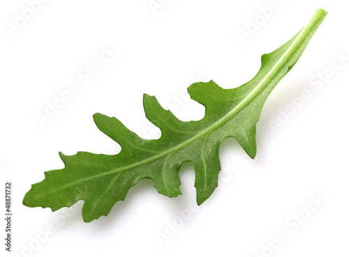 Ruccola leaf in closeup