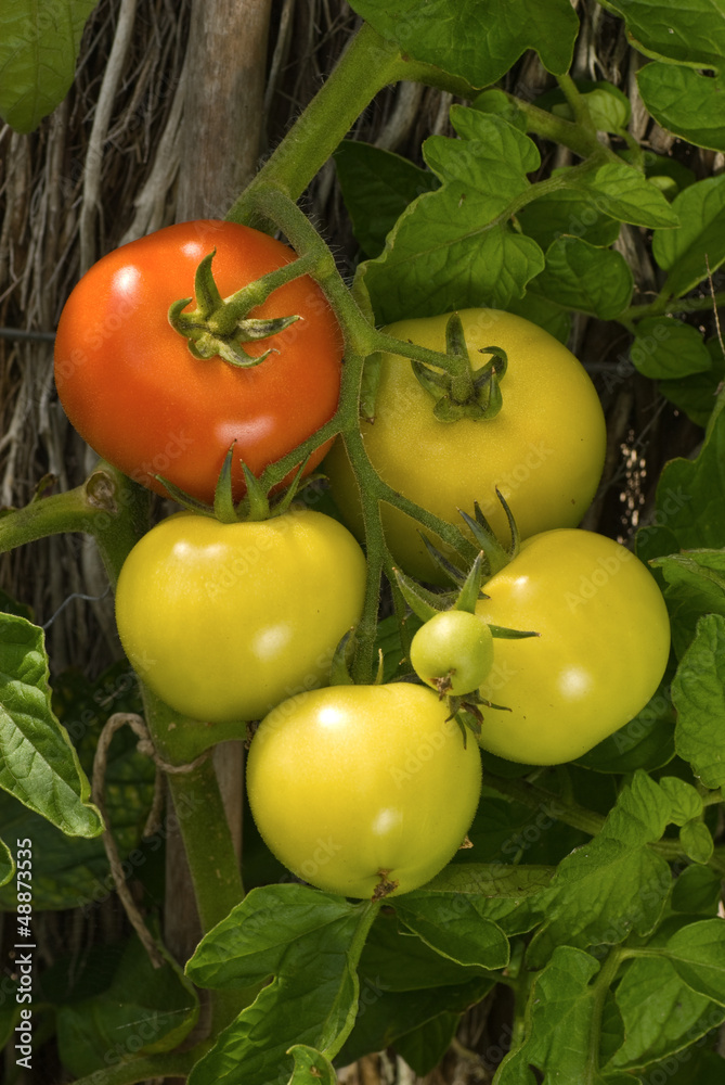 Red and green tomatoes