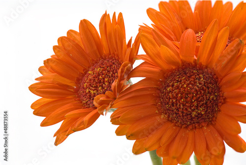 Gerbera Daisy