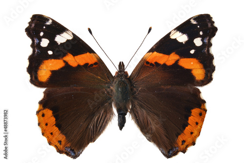 The Red Admiral. (Vanessa atalanta)