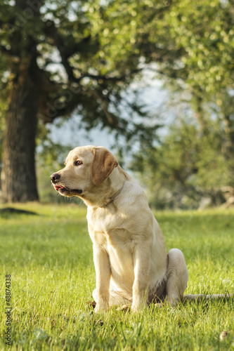 Beautiful puppy of retriever